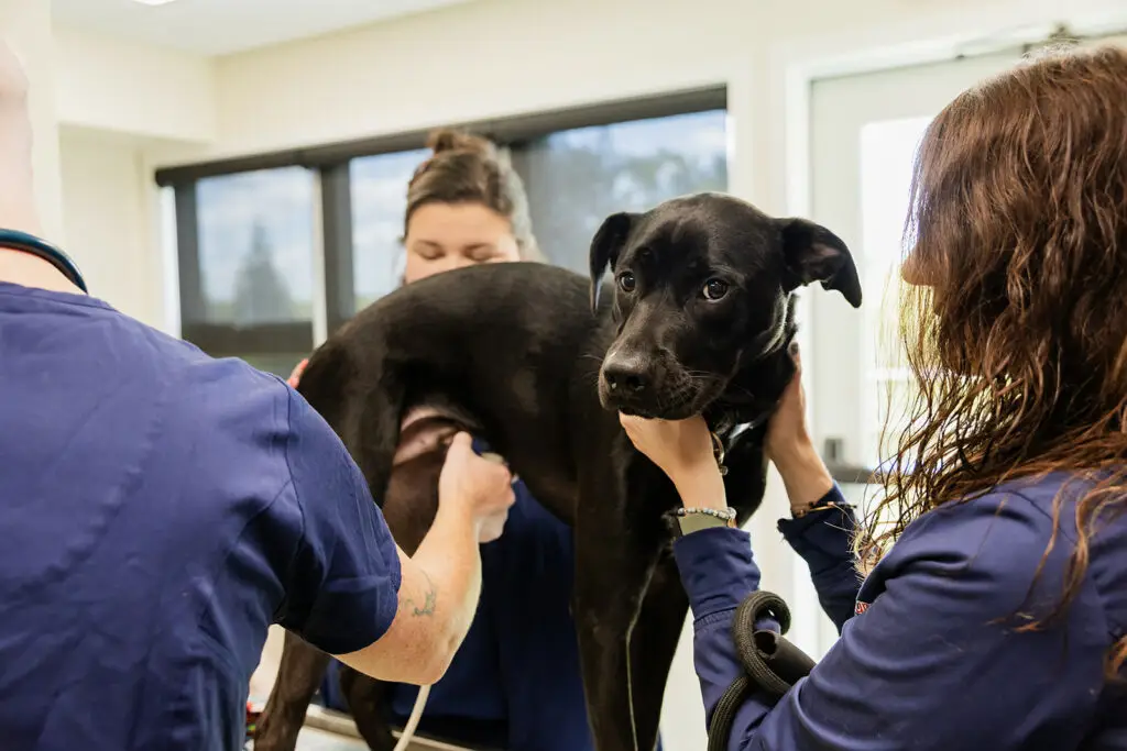 Team members at Nonanatum Veterinary Clinic examining a black lab
