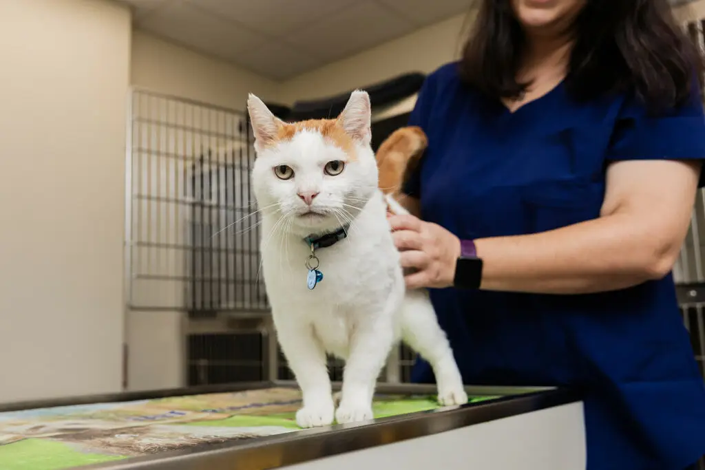Cat being treated at Nonantum Vet Clinic
